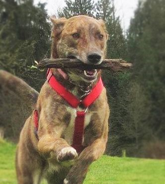 Critter Calls - Selah and her stick